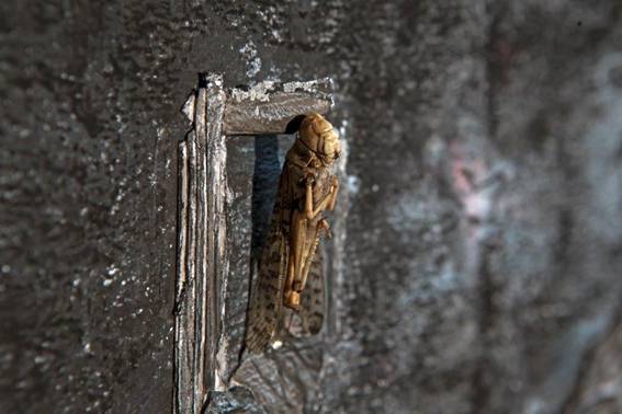 GRASSHOPPER07 (2).jpg